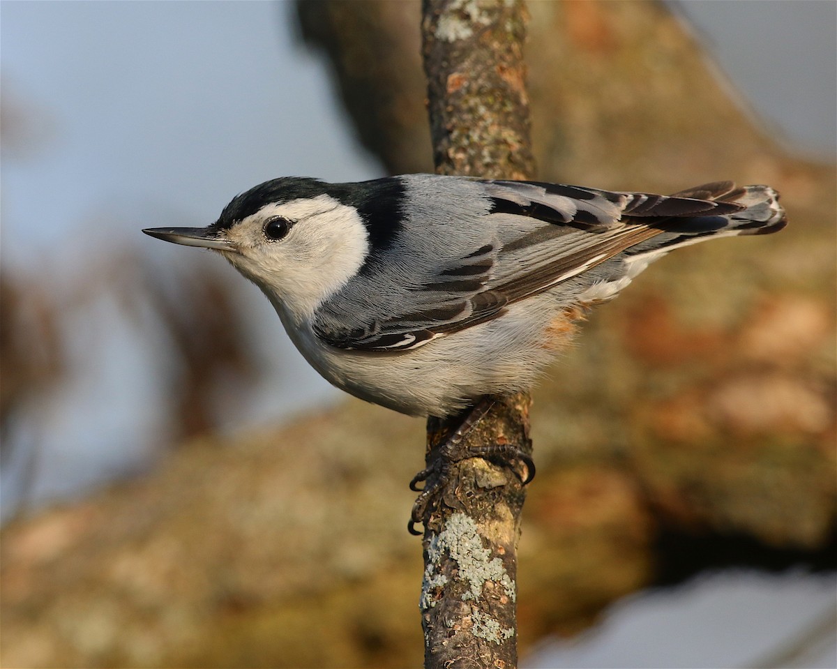 White-breasted Nuthatch - ML80708681