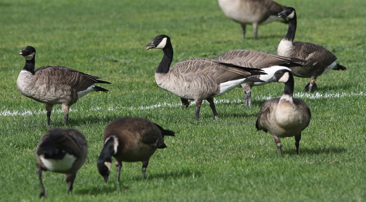 Canada Goose (canadensis Group) - ML80709081