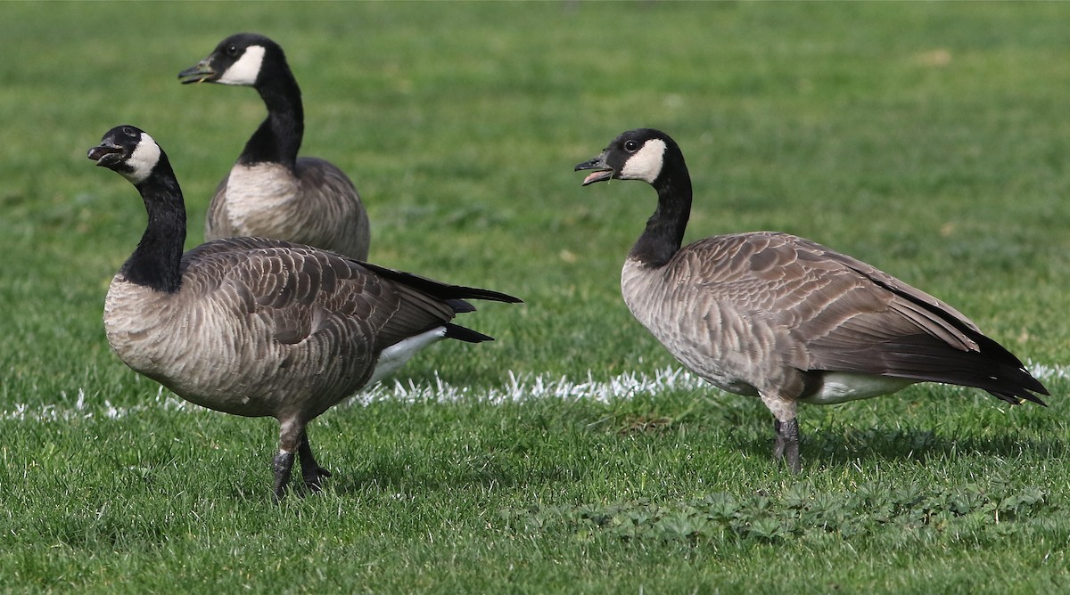 Canada Goose (canadensis Group) - ML80711201