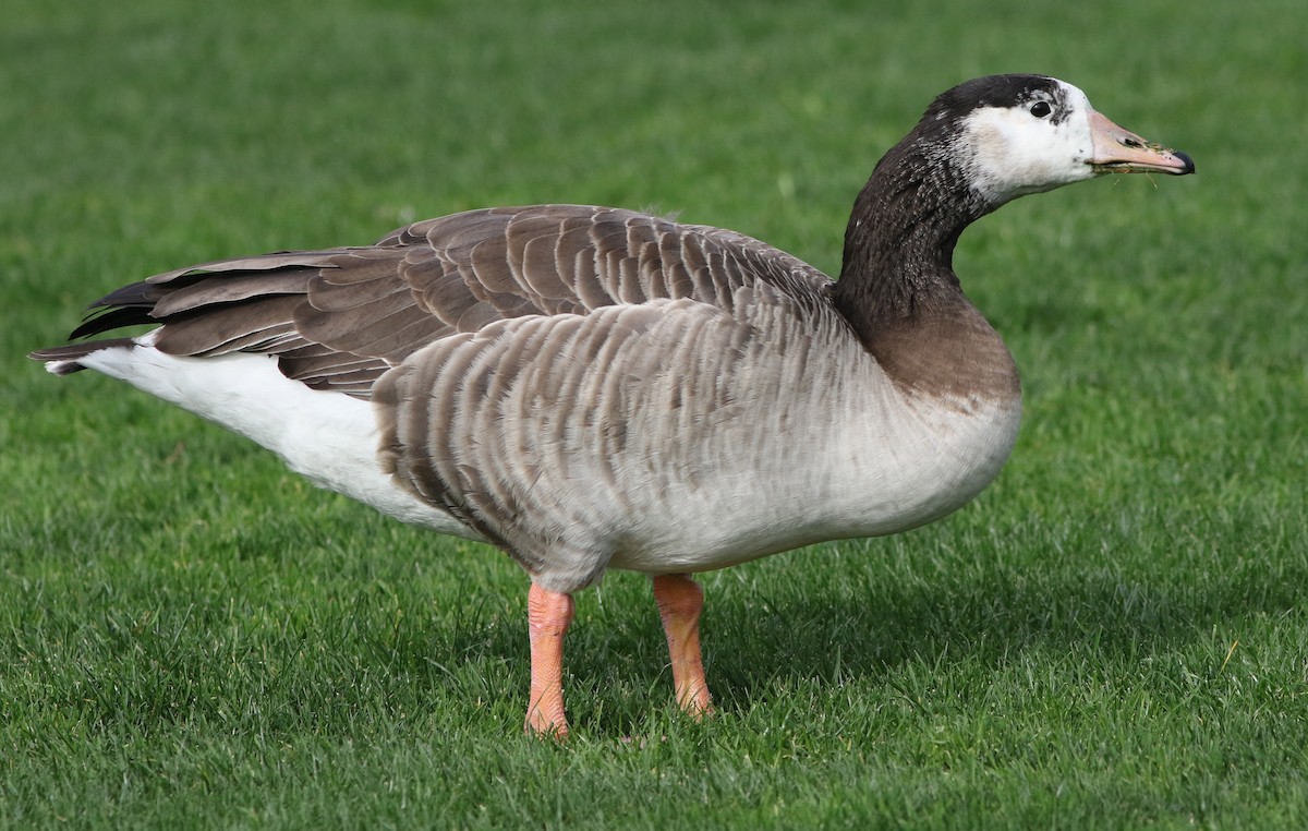 Domestic goose sp. x Canada Goose (hybrid) - ML80713311