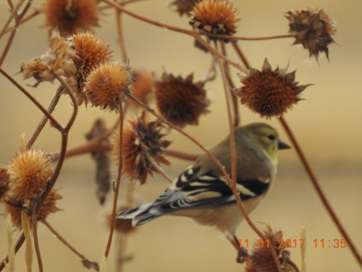 American Goldfinch - Paul Thut