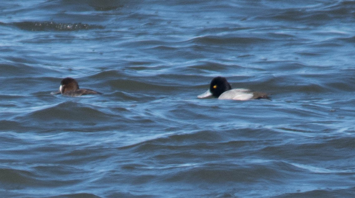 Greater Scaup - ML80716151