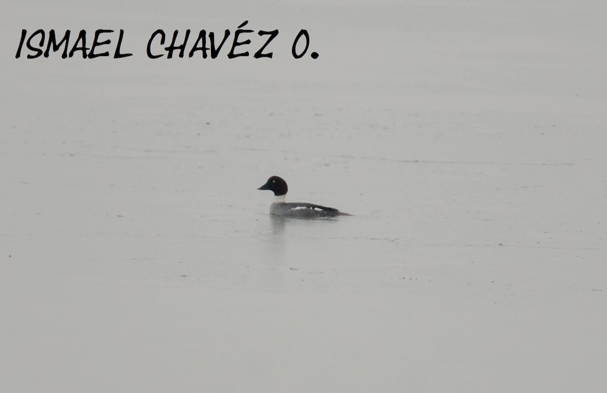 Common Goldeneye - ismael chavez