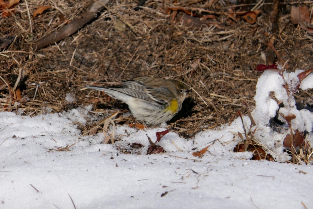 Yellow-rumped Warbler (Myrtle) - Marbry Hopkins