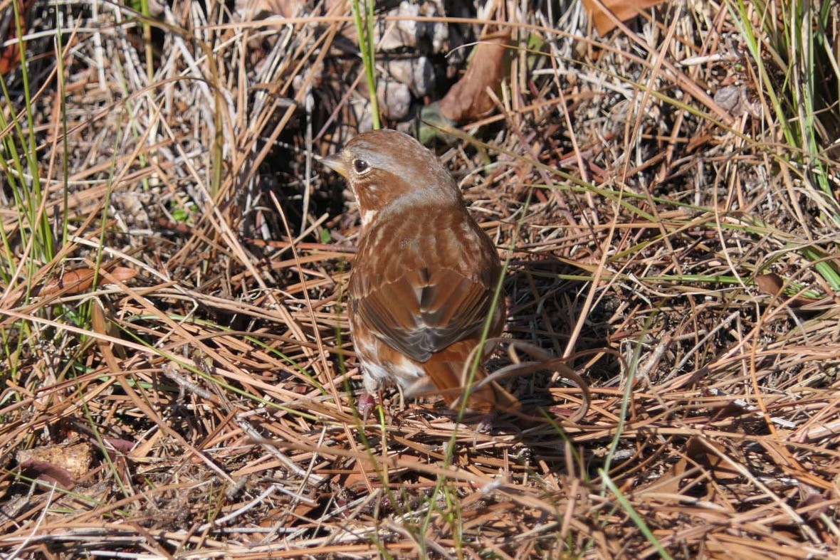 Fox Sparrow (Red) - Marbry Hopkins