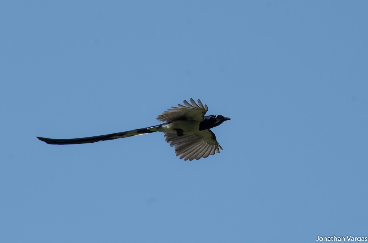 Black-throated Magpie-Jay - ML80723881