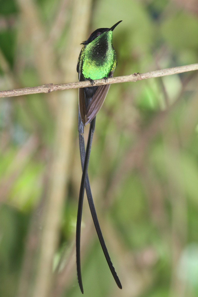 kolibřík černozobý - ML80725161