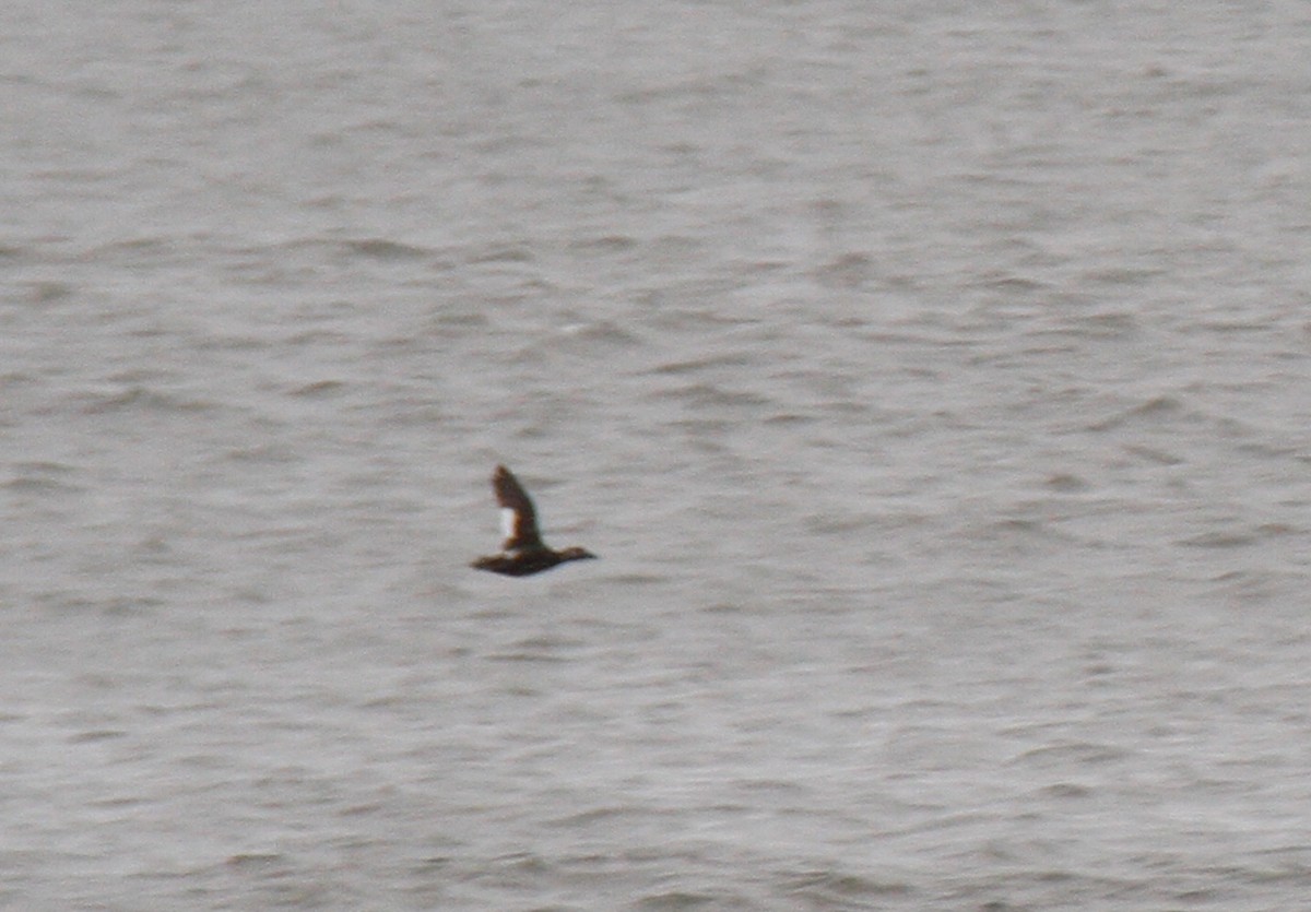 White-winged Scoter - Chase Moser