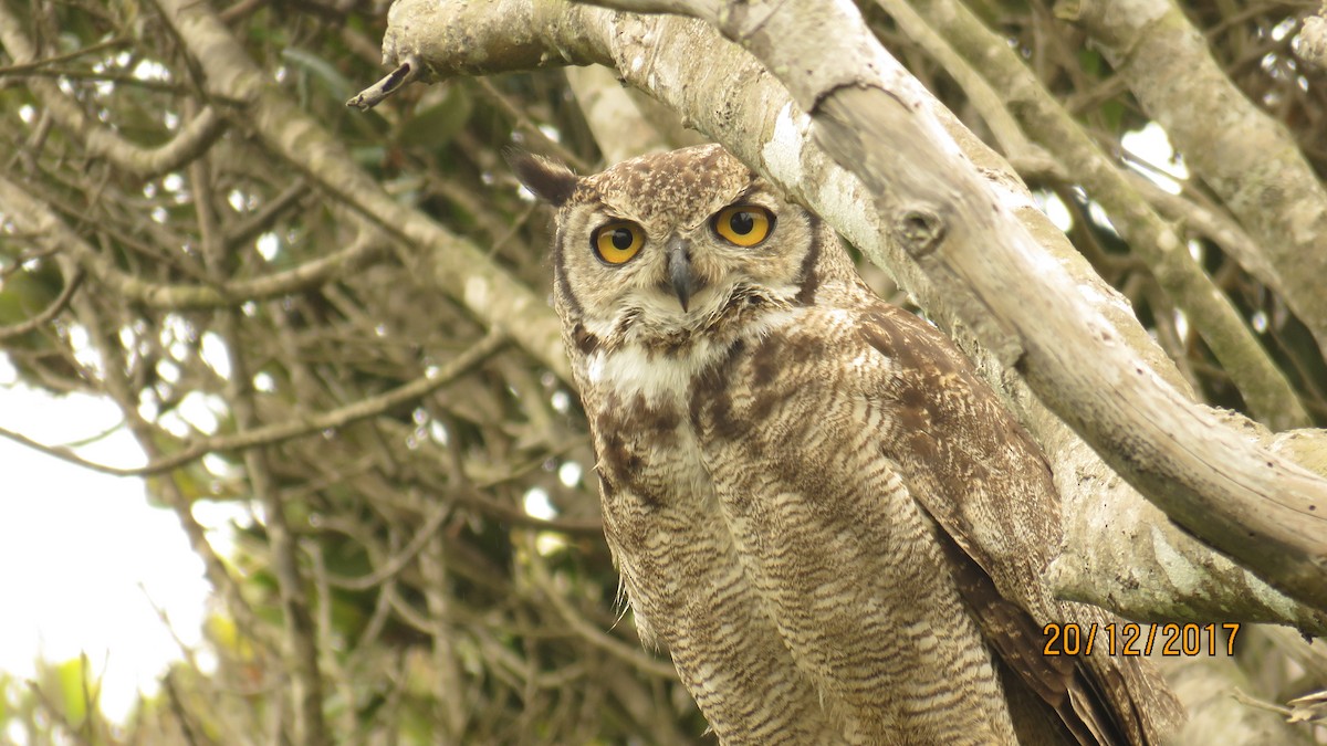 Lesser Horned Owl - ML80727601