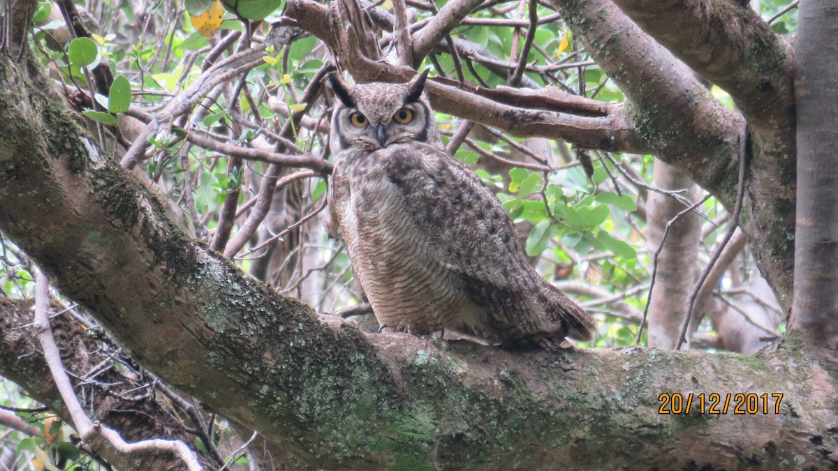Lesser Horned Owl - ML80727671