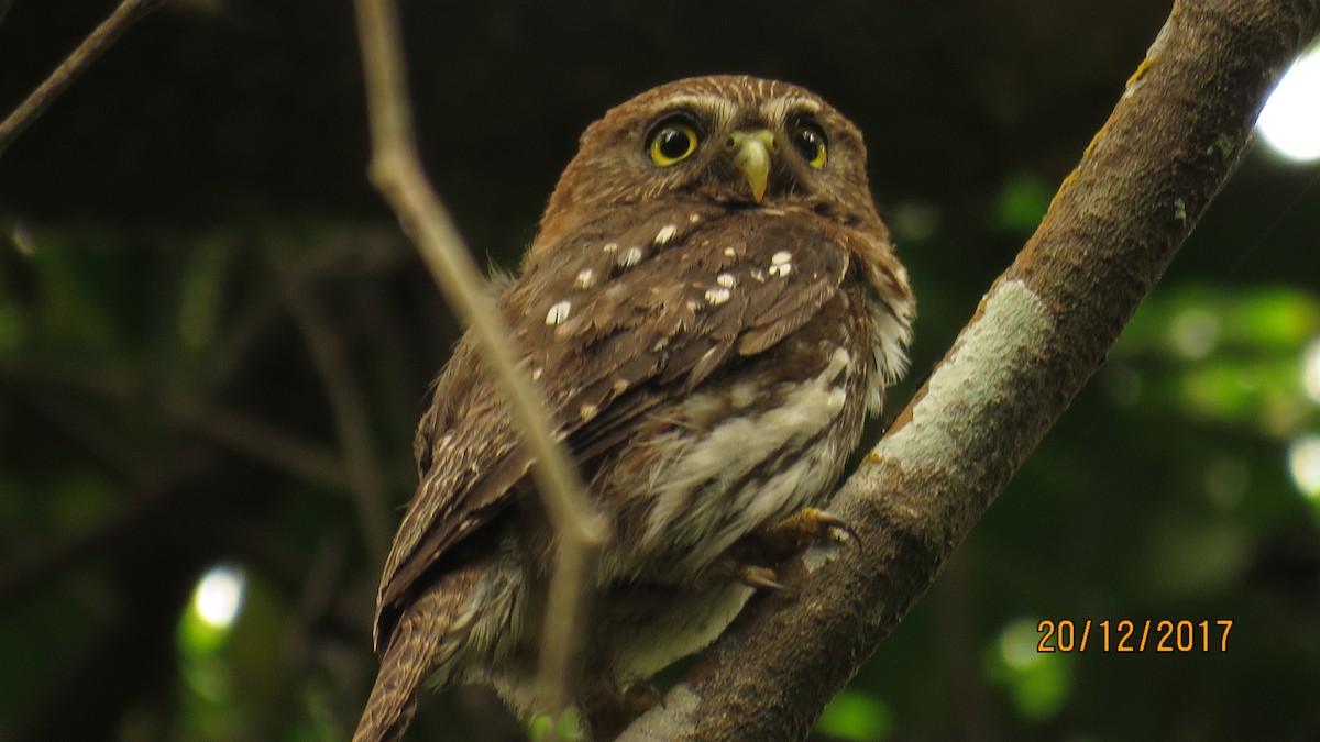 Austral Pygmy-Owl - Alvaro Molina medina