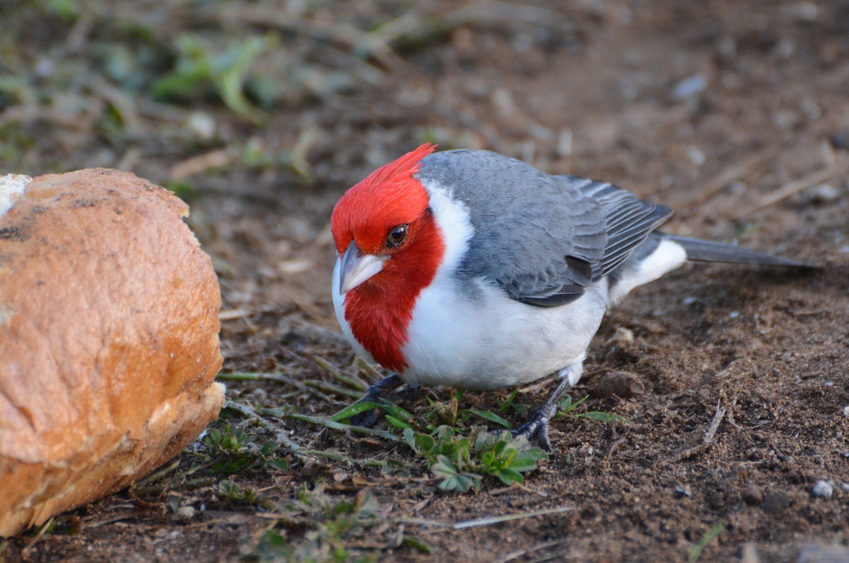 Red-crested Cardinal - ML80728701