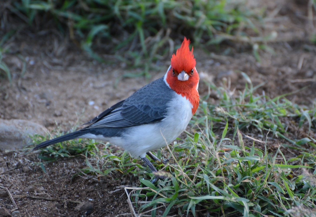 Red-crested Cardinal - ML80728761