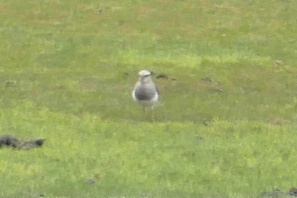 Andean Lapwing - ML80731801