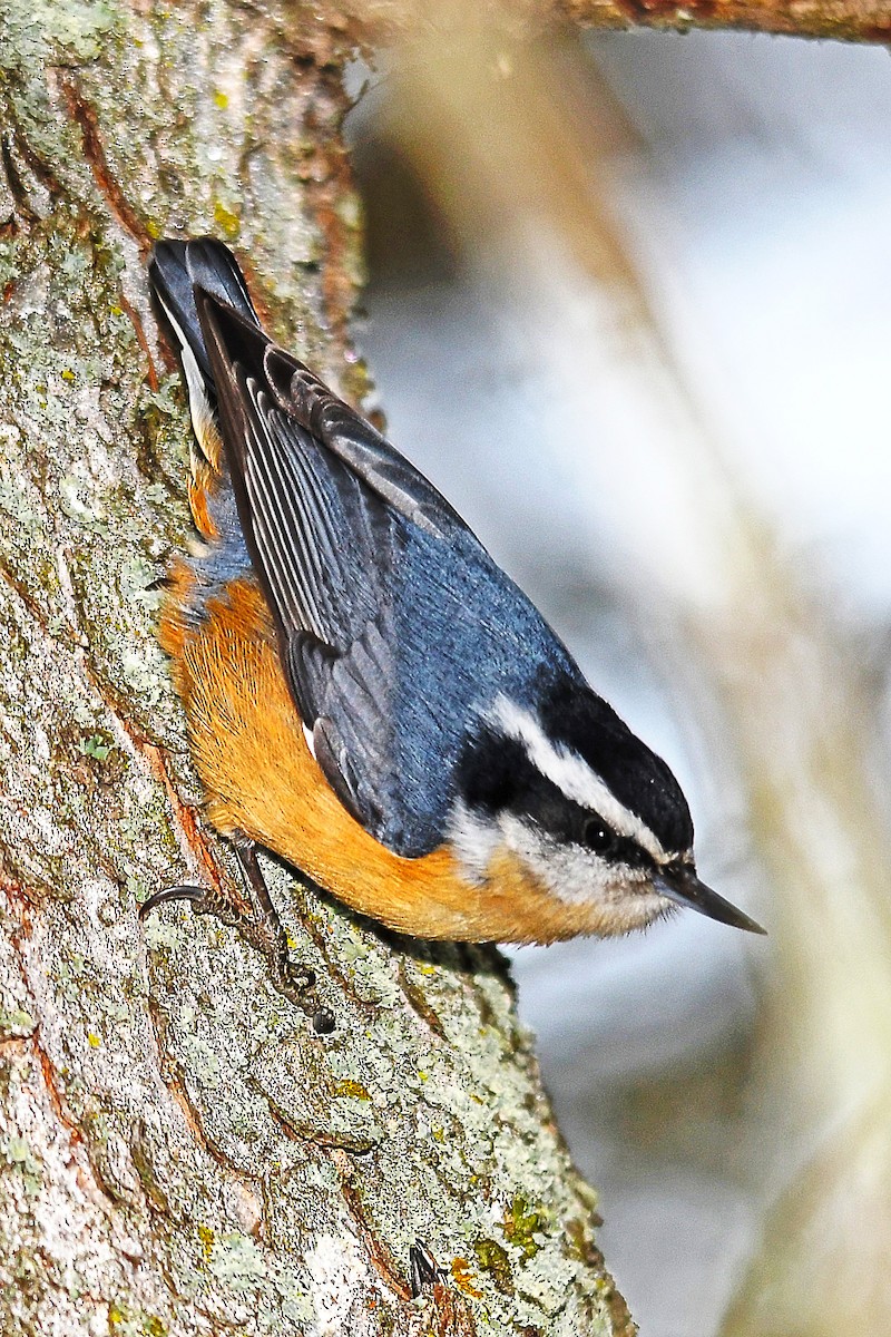 Red-breasted Nuthatch - Chris Rees