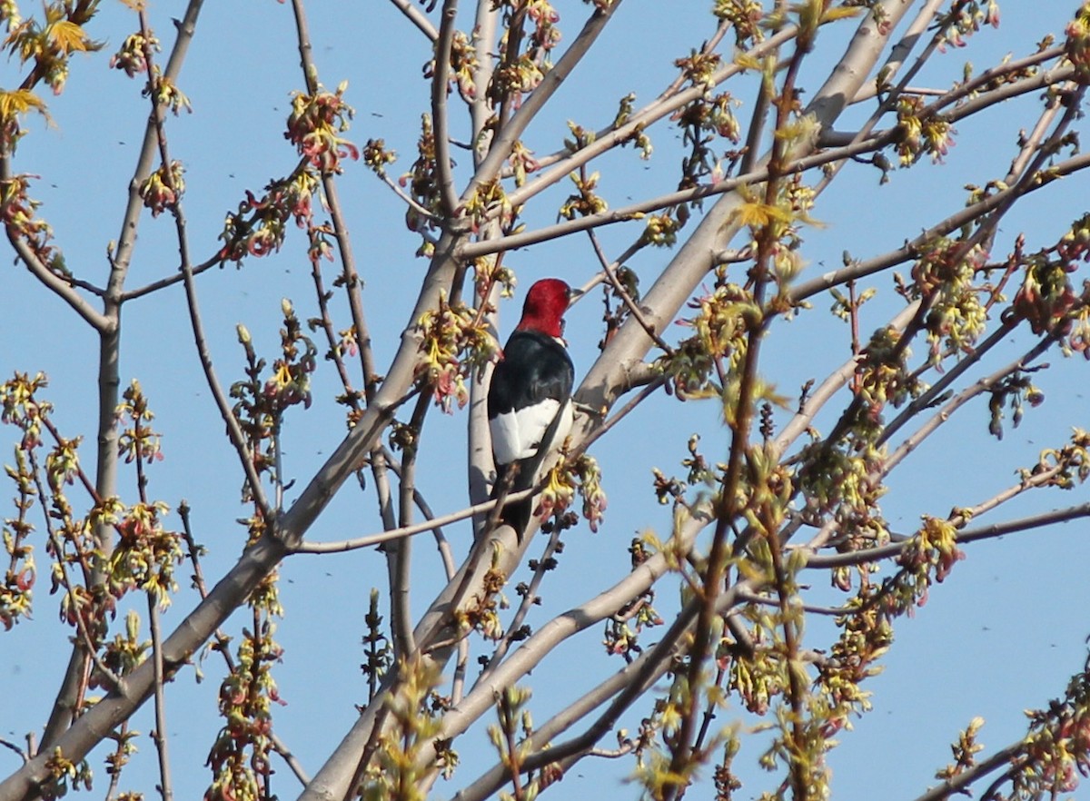 Red-headed Woodpecker - Andrew S. Aldrich