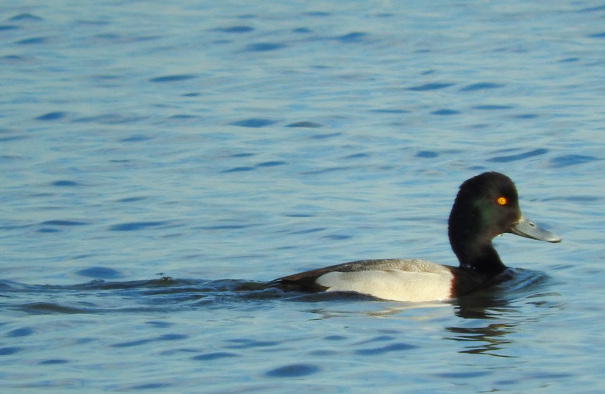 Lesser Scaup - Eric Haskell