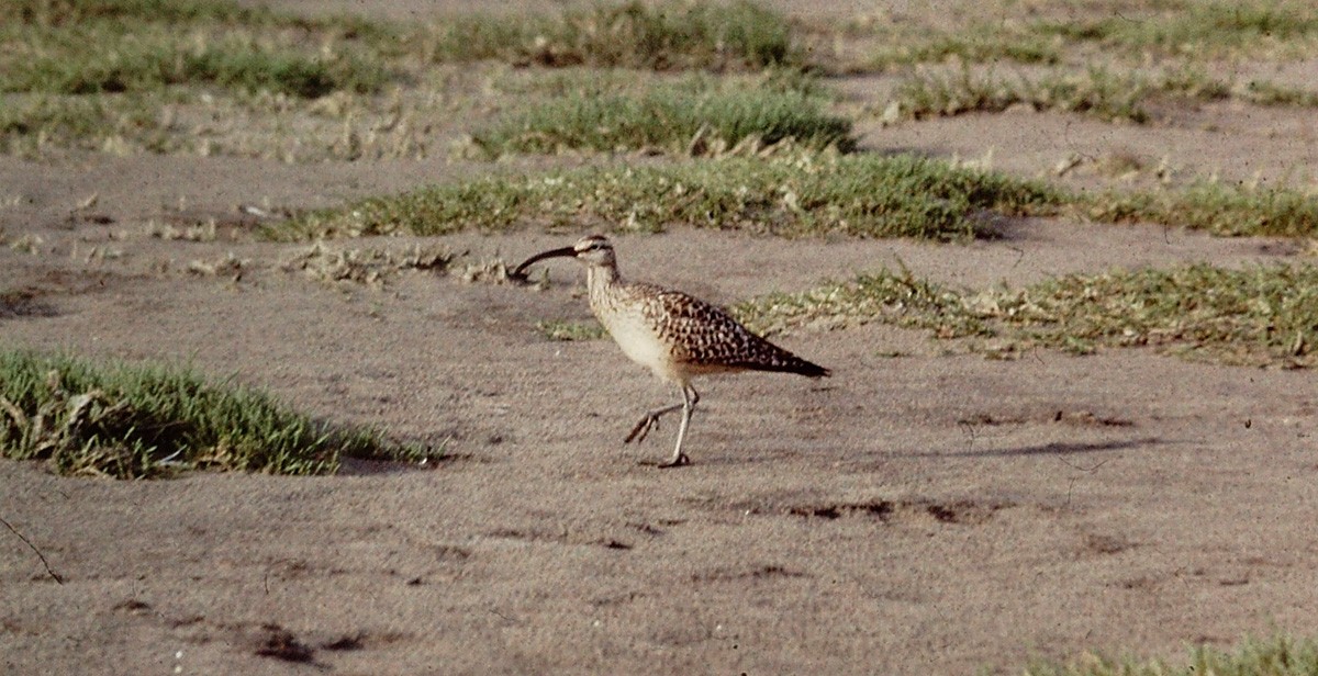 Bristle-thighed Curlew - J. Micheal Patterson