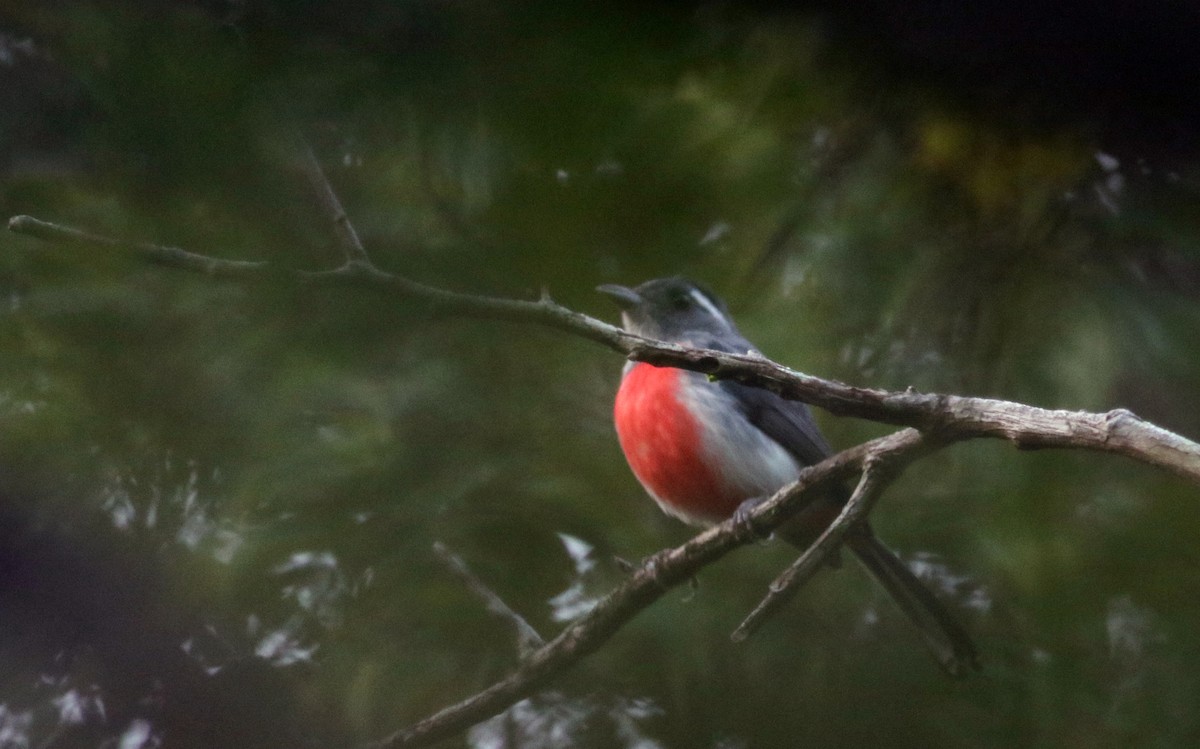 Gray-throated Chat - ML80739301