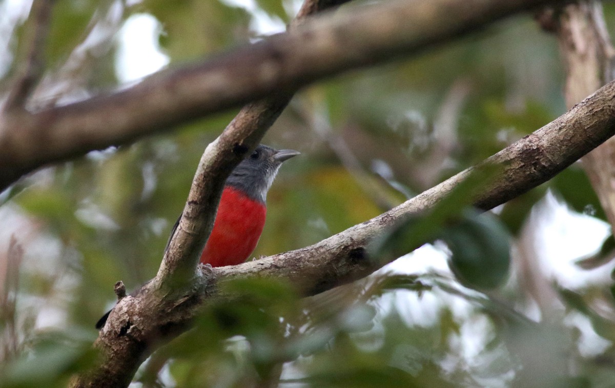 Gray-throated Chat - ML80739411