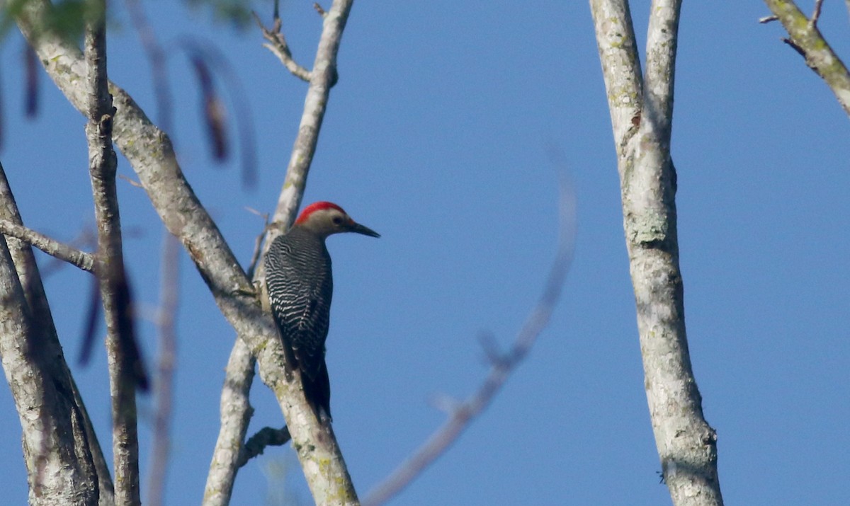Golden-fronted Woodpecker (Velasquez's) - ML80739971