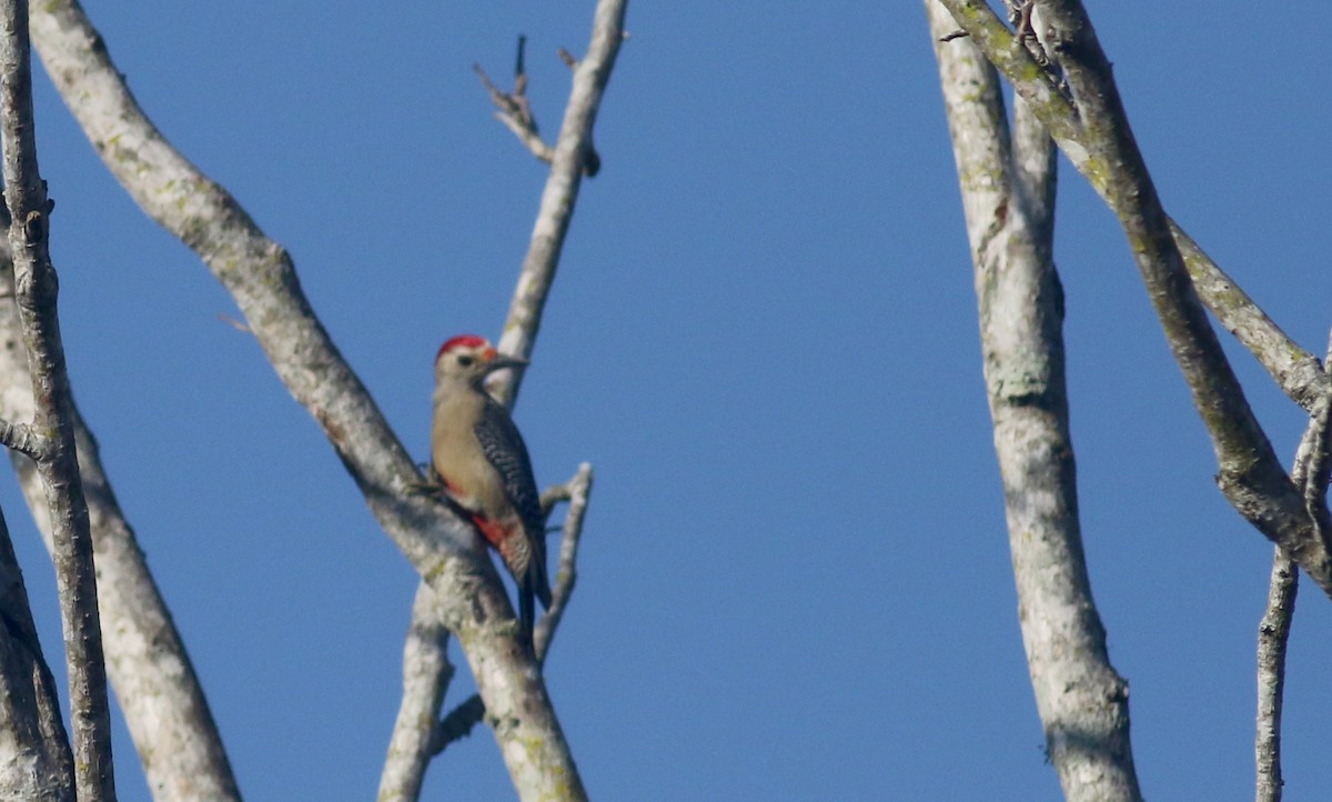 Golden-fronted Woodpecker (Velasquez's) - ML80739981