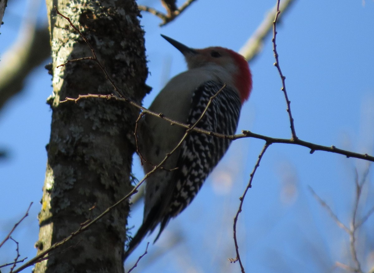 Red-bellied Woodpecker - George Leonberger