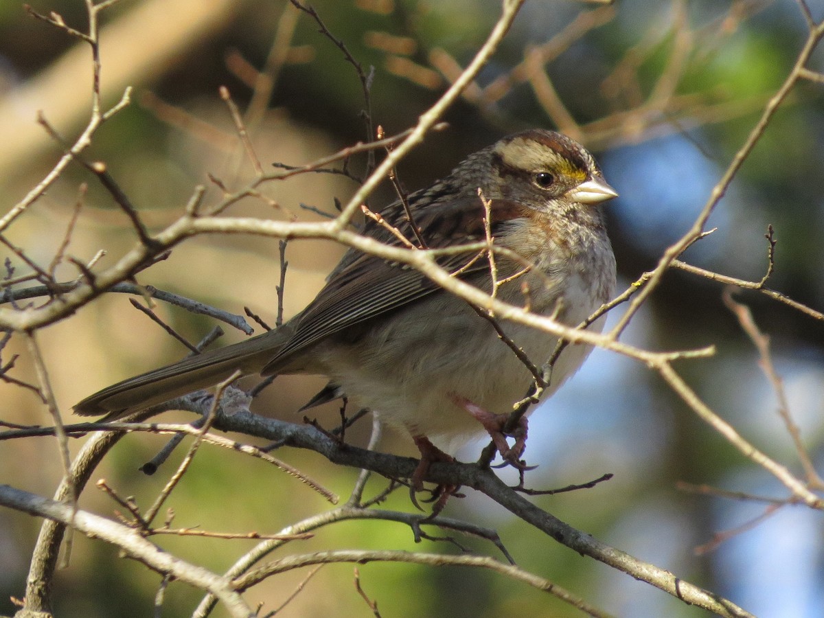 White-throated Sparrow - George Leonberger