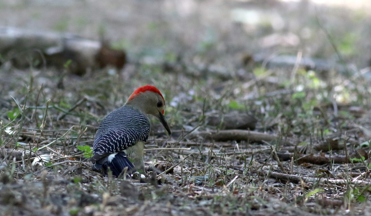 Golden-fronted Woodpecker (Velasquez's) - ML80743951