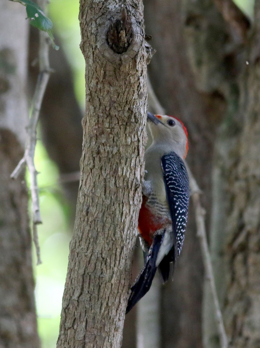 Golden-fronted Woodpecker (Velasquez's) - Jay McGowan