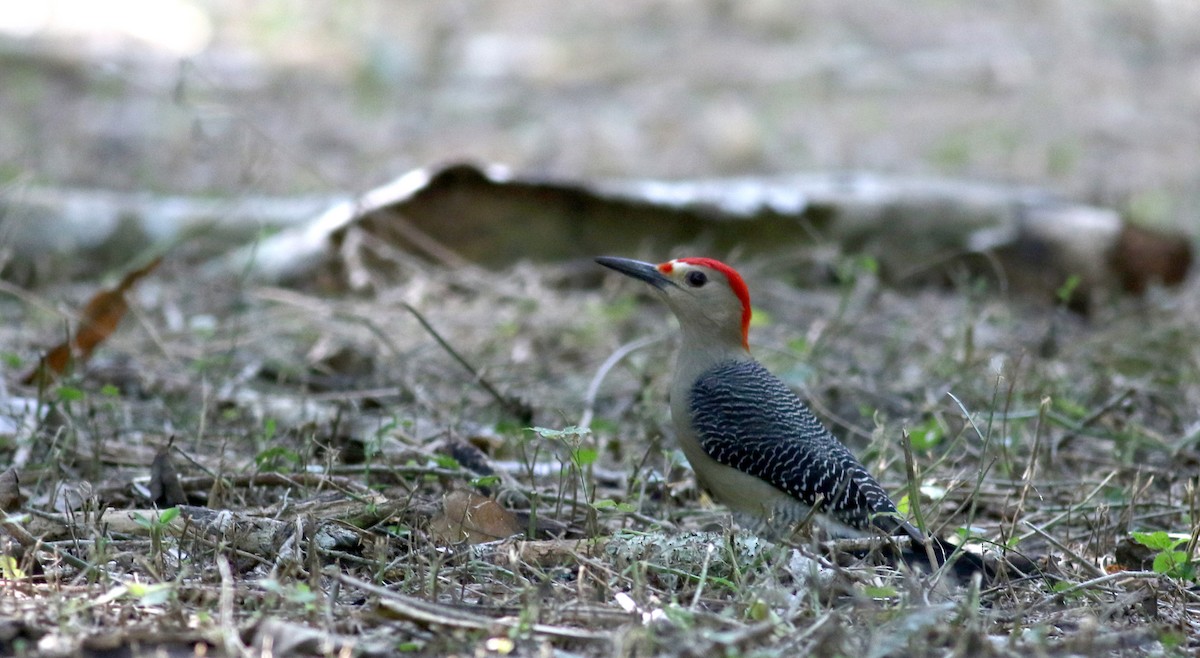 Golden-fronted Woodpecker (Velasquez's) - ML80744031