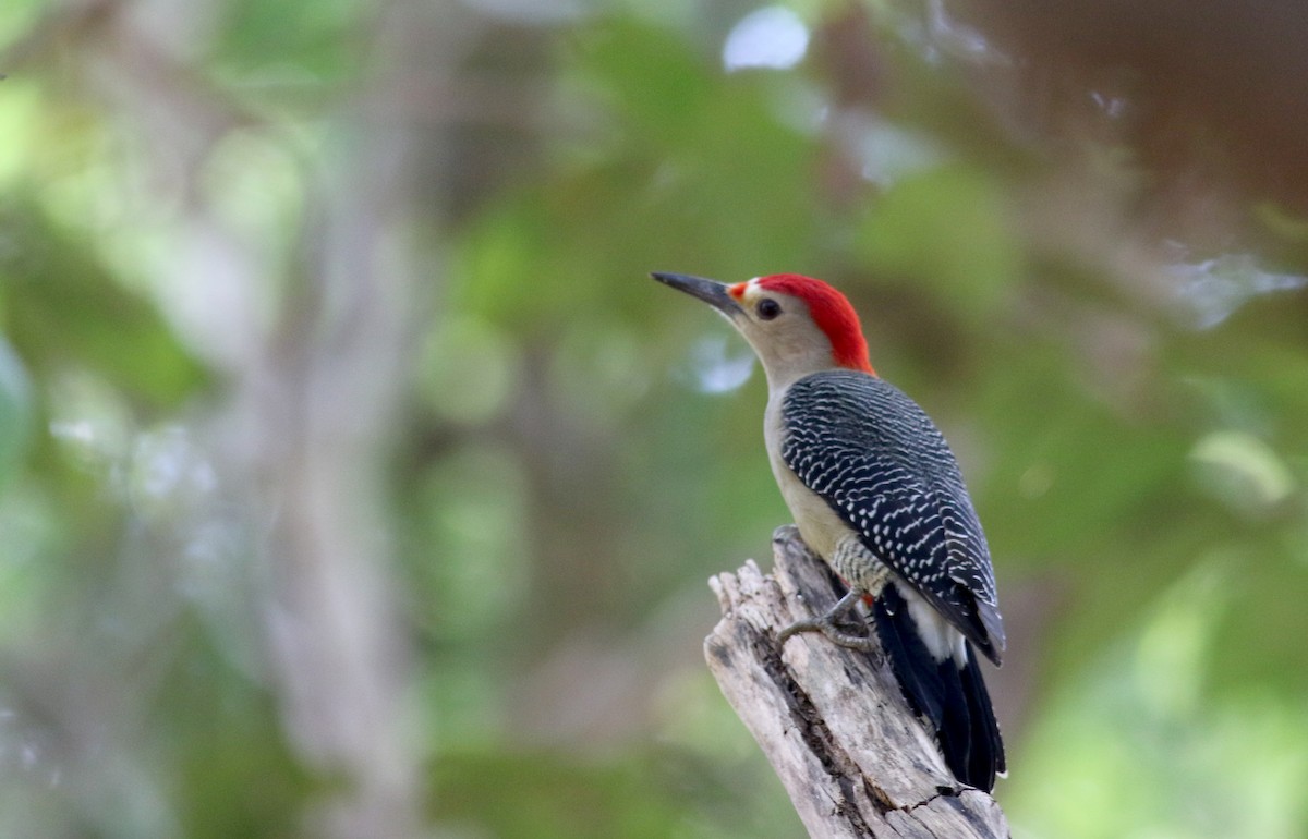 Golden-fronted Woodpecker (Velasquez's) - Jay McGowan