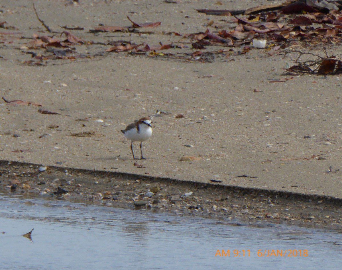 Red-capped Plover - Norton Gill