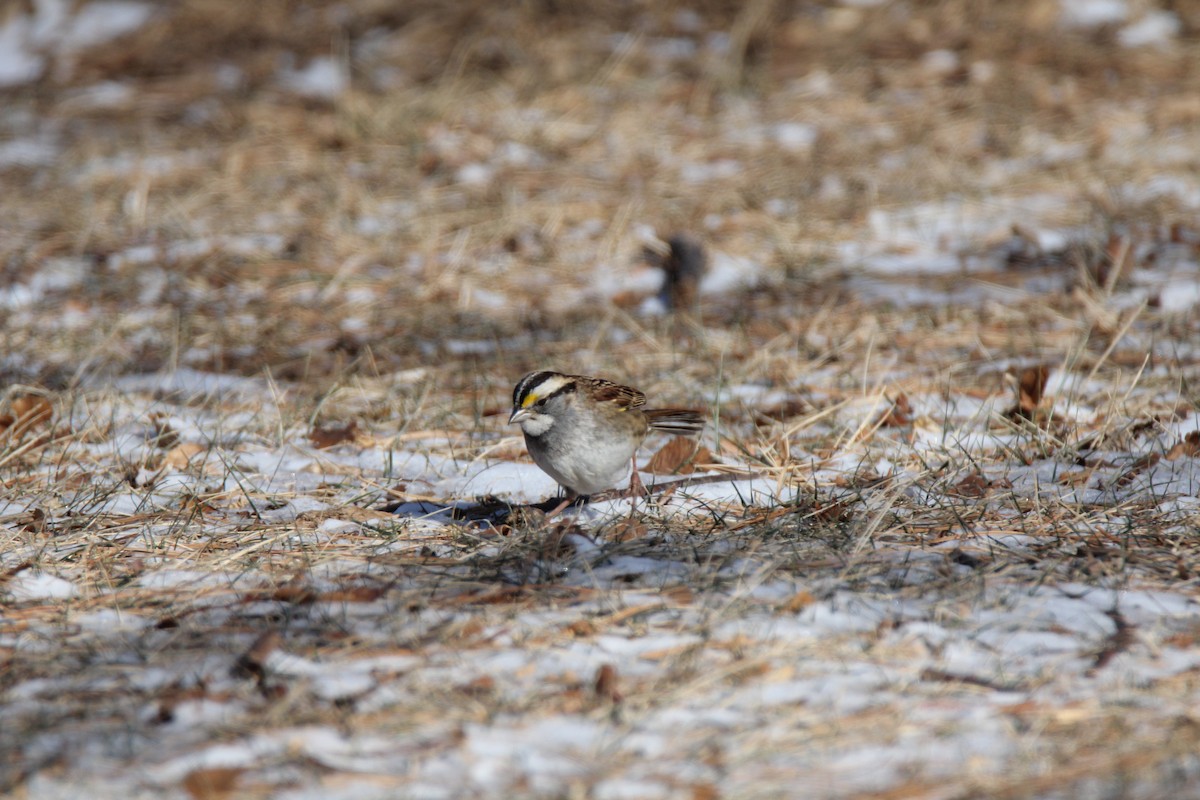 White-throated Sparrow - ML80748571