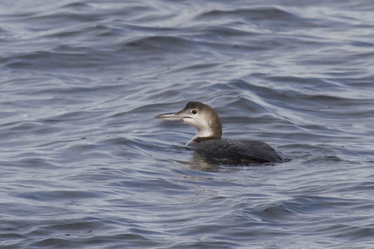 Common Loon - Liam Wolff
