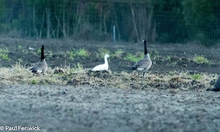 Snow Goose, ML80749561