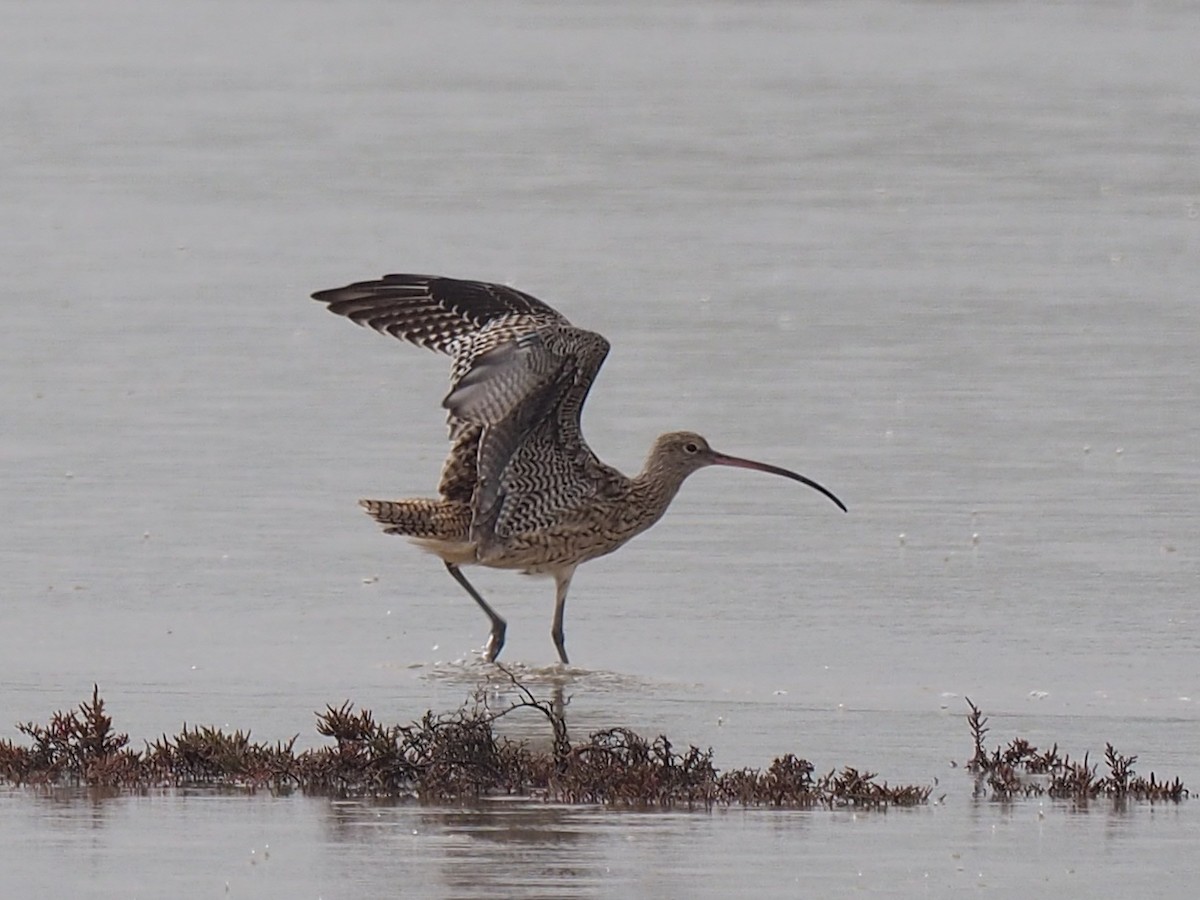 Far Eastern Curlew - Len and Chris Ezzy