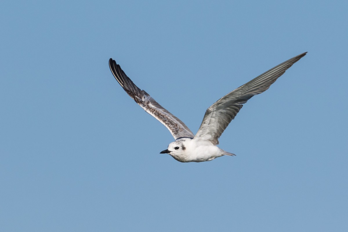 White-winged Tern - ML80756991