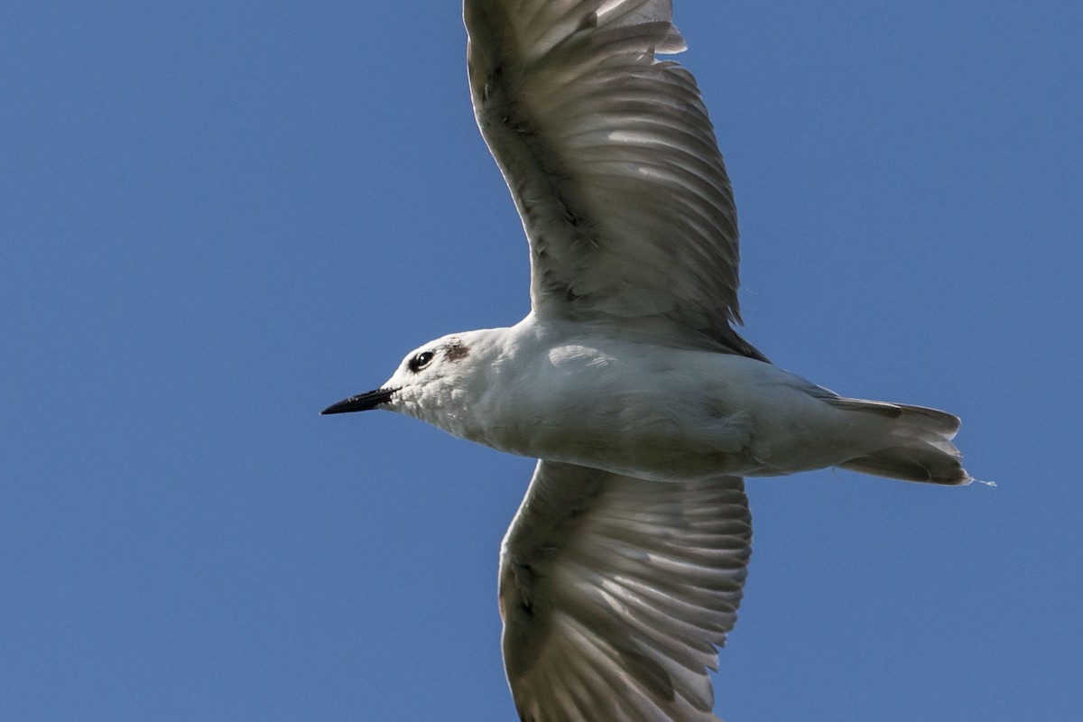 White-winged Tern - Malcolm Graham