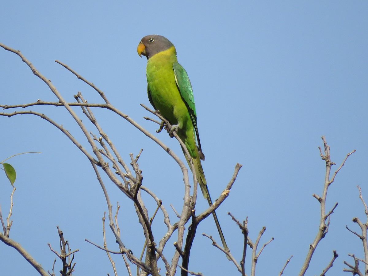 Plum-headed Parakeet - Selvaganesh K