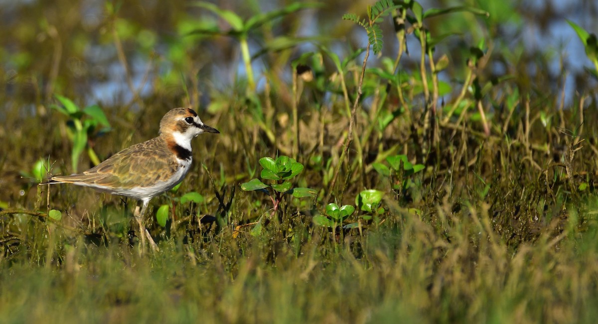 Collared Plover - ML80763071