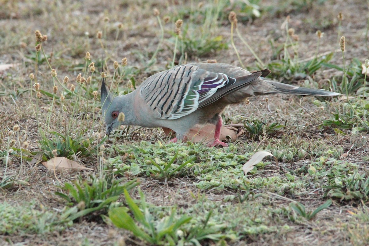 Crested Pigeon - Greg and Georgie Shaw