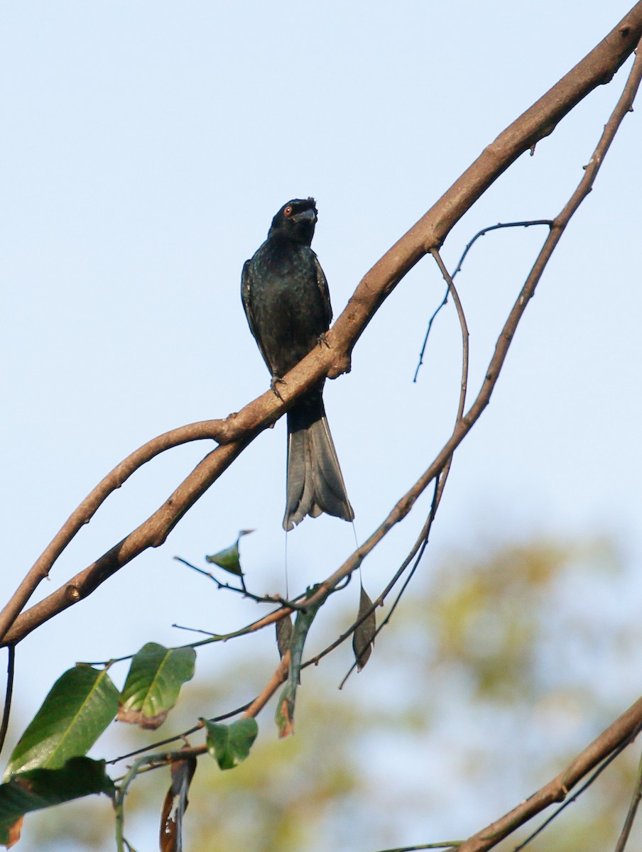 Greater Racket-tailed Drongo - Neoh Hor Kee