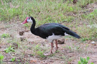 Spur-winged Goose, ML80763781
