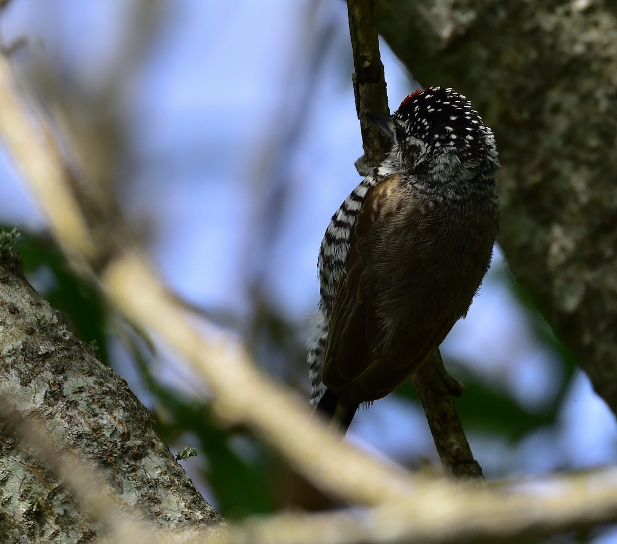 White-barred Piculet - ML80764011