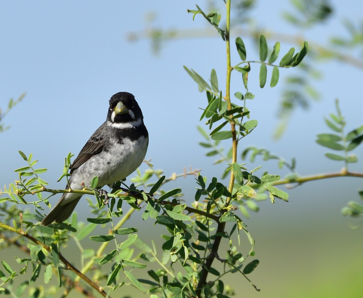 Double-collared Seedeater - ML80764221