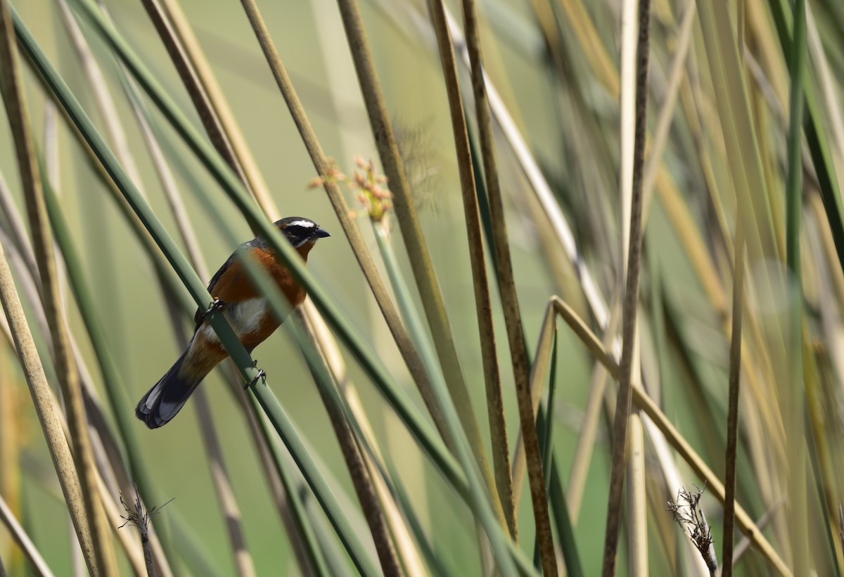 Black-and-rufous Warbling Finch - ML80764401