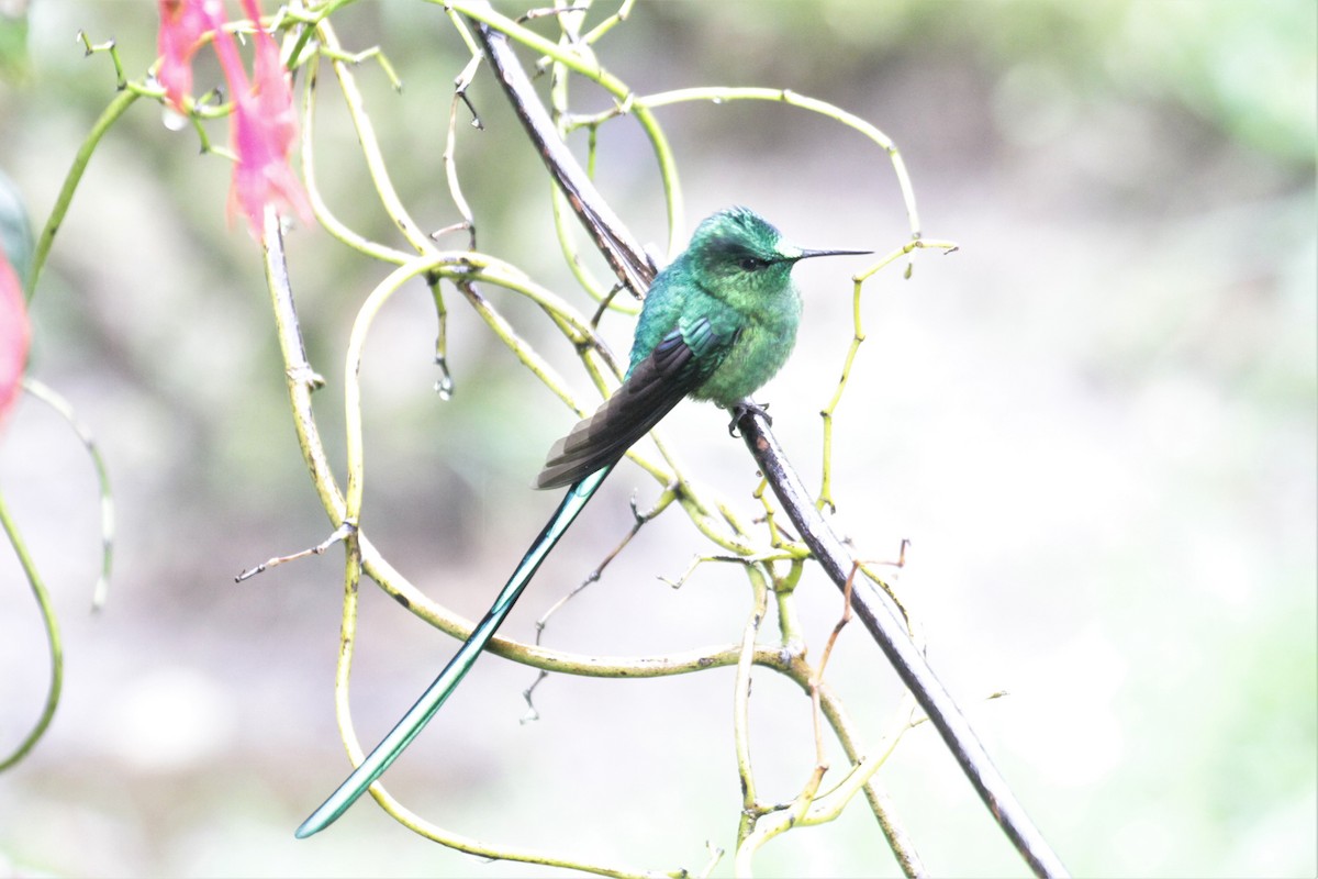 Long-tailed Sylph - ML80766121