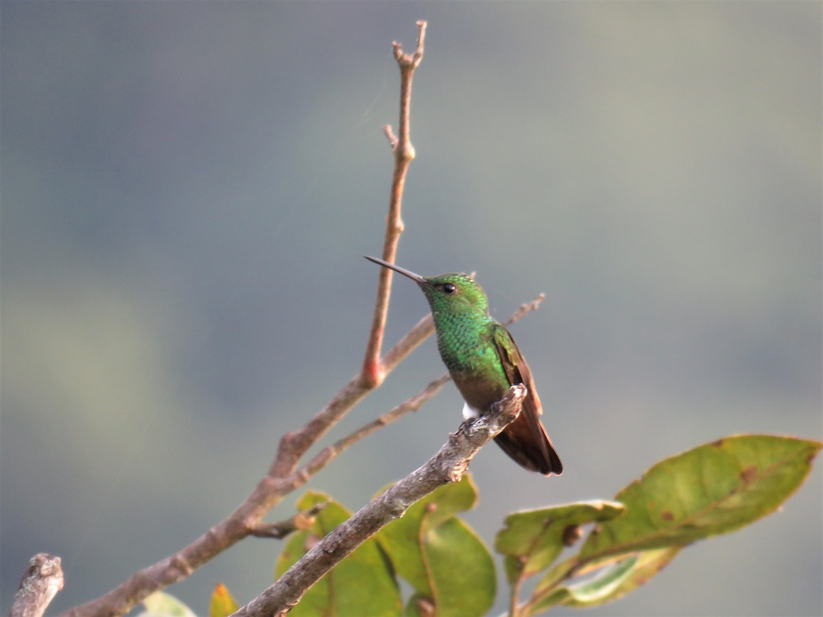 Copper-tailed Hummingbird - Örjan Sjögren