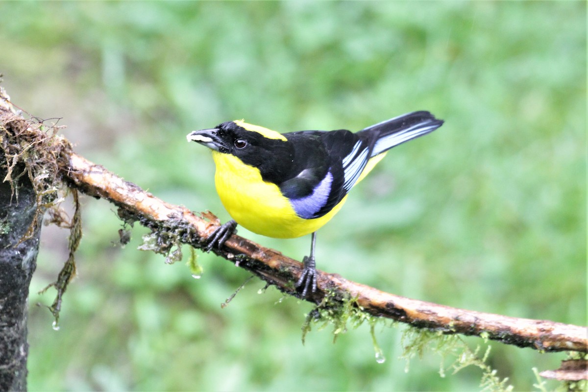 Blue-winged Mountain Tanager - ML80766521